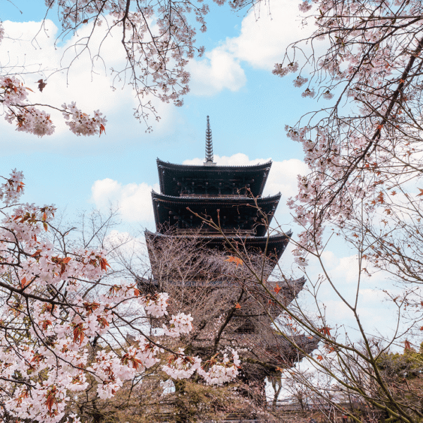 Kyoto in Bloom: Chasing&hellip;